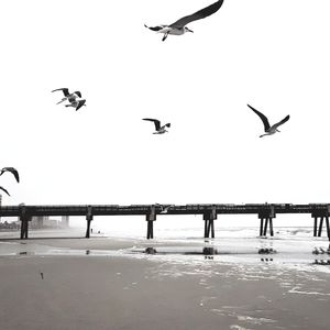 Meet your Posher, Marcell